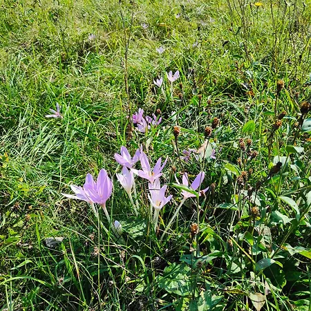 Stanza Due Letti Pensjonat Passons